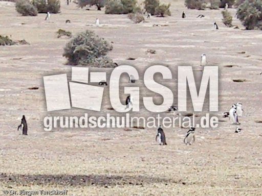 Magellanpinguin (14 von 32).jpg